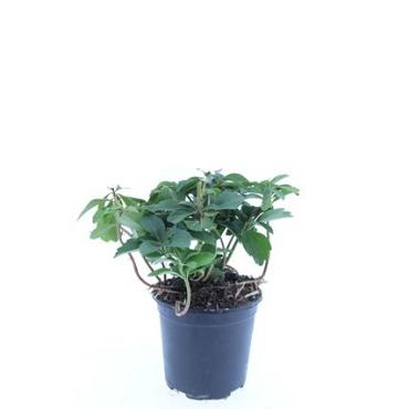 Pachysandra terminalis