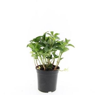 Pachysandra terminalis