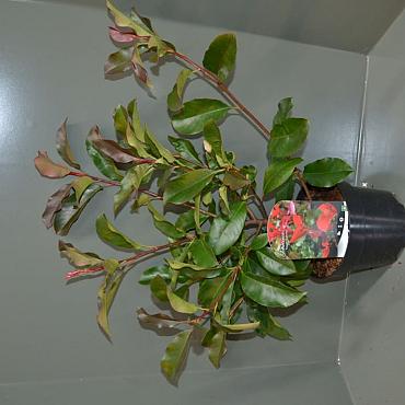 Photinia fraseri 'Camilvy'