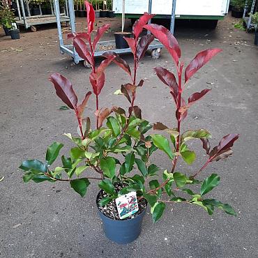 Photinia fraseri 'Camilvy'