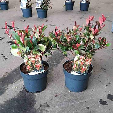 Photinia fraseri 'Little Red Robin'