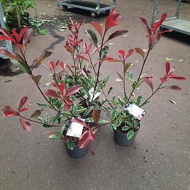 Photinia fraseri Pink Marble