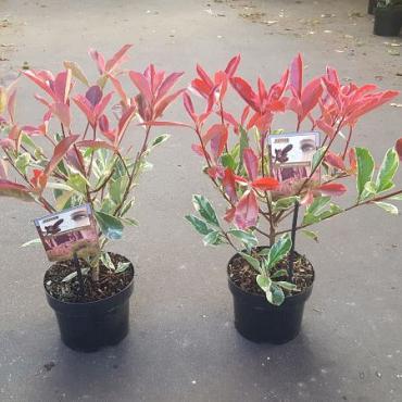 Photinia fraseri Pink Marble