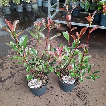 Photinia fraseri Pink Marble