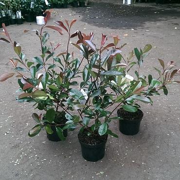 Photinia fraseri 'Red Robin'