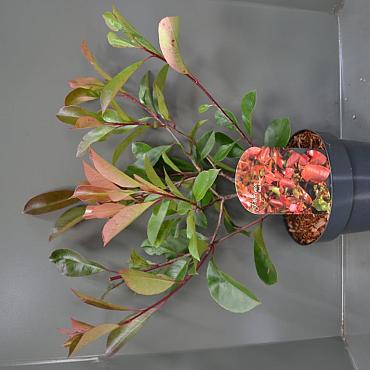Photinia fraseri 'Red Robin'
