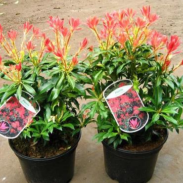 Pieris 'Forest Flame'