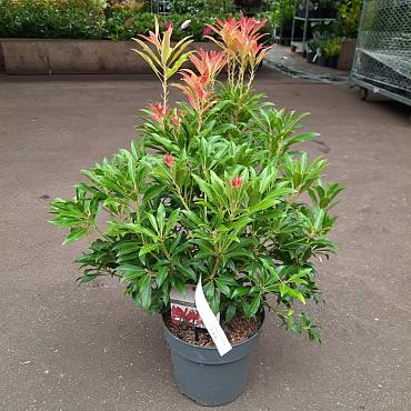 Pieris 'Forest Flame'