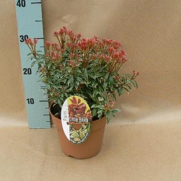 Pieris jap. 'Little Heath'
