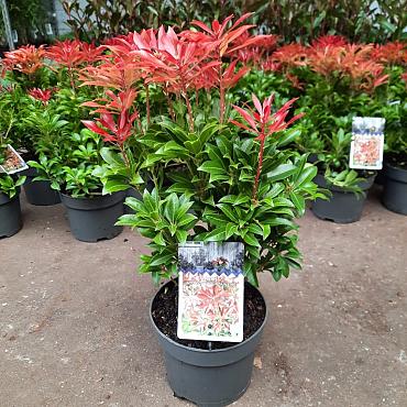 Pieris jap. 'Mountain Fire'