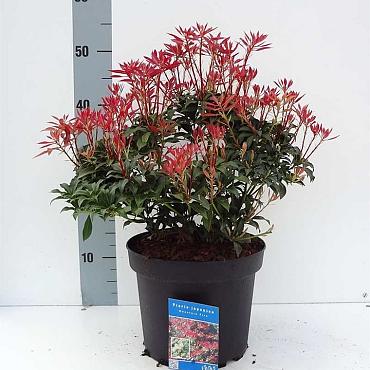 Pieris jap. 'Mountain Fire'