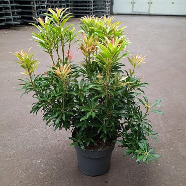 Pieris jap. 'Mountain Fire'