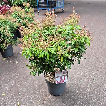 Pieris jap. 'Passion'