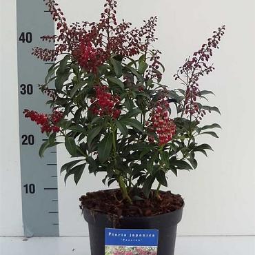 Pieris jap. 'Passion'