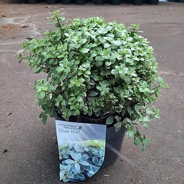 Pittosporum ten. 'Silver Ball'