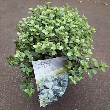 Pittosporum ten. 'Silver Ball'