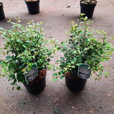 Prunus incisa 'Kojou-no-mai'
