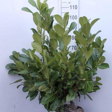 Prunus l. 'Rotundifolia'