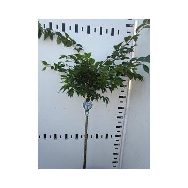 Prunus subh. 'Autumnalis Rosea'