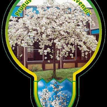 Prunus yedoensis 'Ivensii'