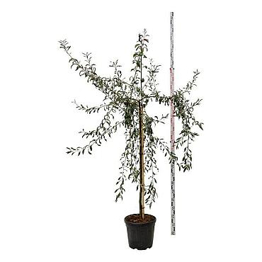Pyrus salicifolia 'Pendula'