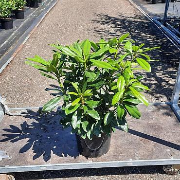 Rhododendron in cultivars