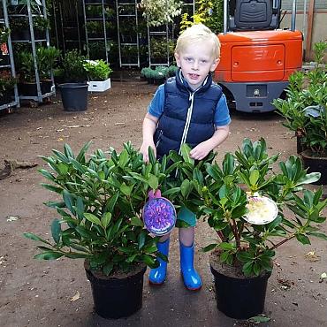 Rhododendron in cultivars