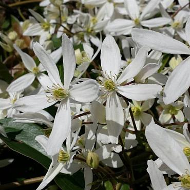 Clematis arm. 'Enham Star'