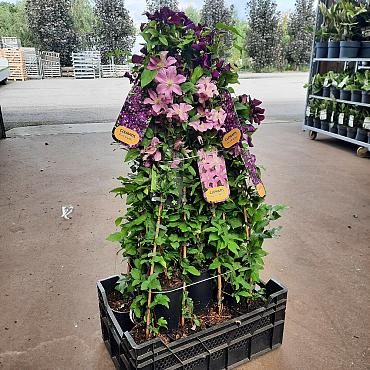 Clematis in cultivars
