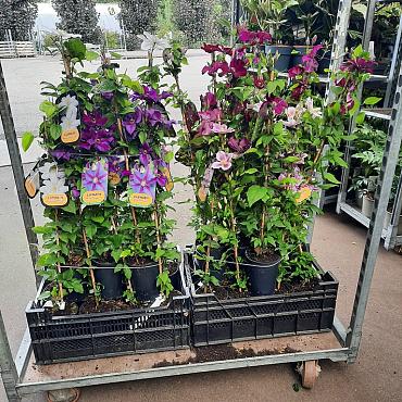 Clematis in cultivars
