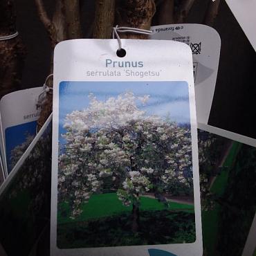 Prunus ser. 'Shôgetsu'