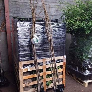 Prunus ser. 'Shôgetsu'