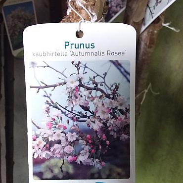 Prunus subh. 'Autumnalis Rosea'