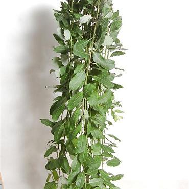 Salix caprea 'Kilmarnock'