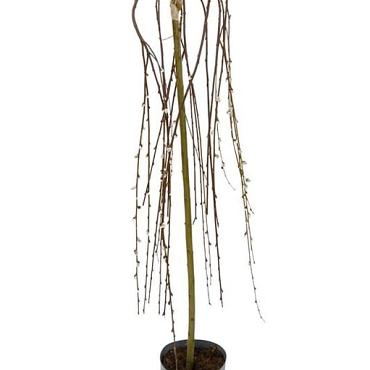 Salix caprea 'Kilmarnock'