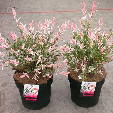 Salix integra 'Flamingo'