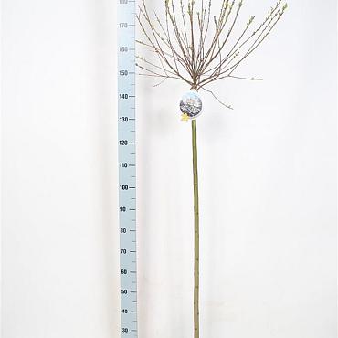 Salix integra 'Hakuro-nishiki'