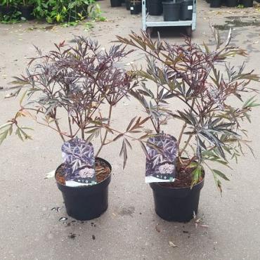 Sambucus nigra Black Lace