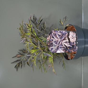 Sambucus nigra Black Lace