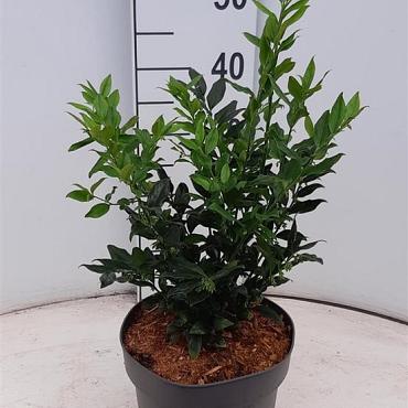 Sarcococca confusa