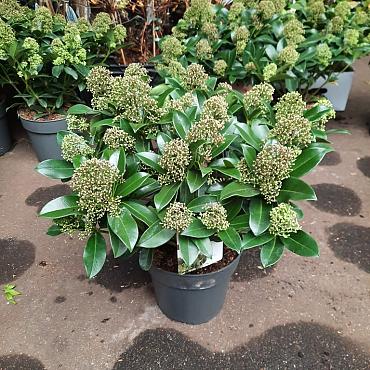 Skimmia j. 'Fragrant Cloud'