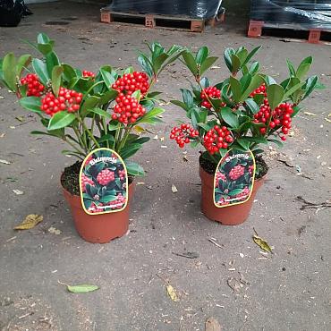 Skimmia j. 'Temptation'