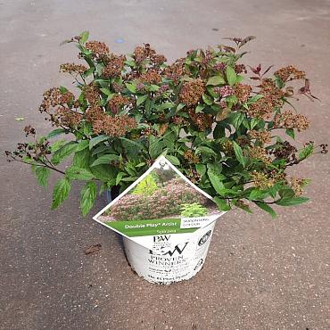 Spiraea jap. Double Play Artist