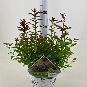 Spiraea jap. Double Play Artist