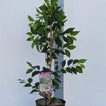 Styrax jap. 'Pink Chimes'