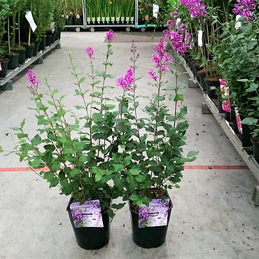 Syringa bloomerang 'Dark Purple'