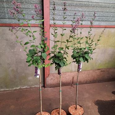 Syringa bloomerang 'Dark Purple'