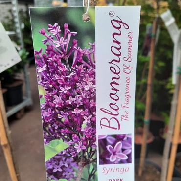 Syringa bloomerang 'Dark Purple'