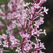 Syringa bloomerang 'Pink Parfume'