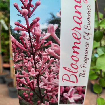 Syringa bloomerang 'Pink Parfume'